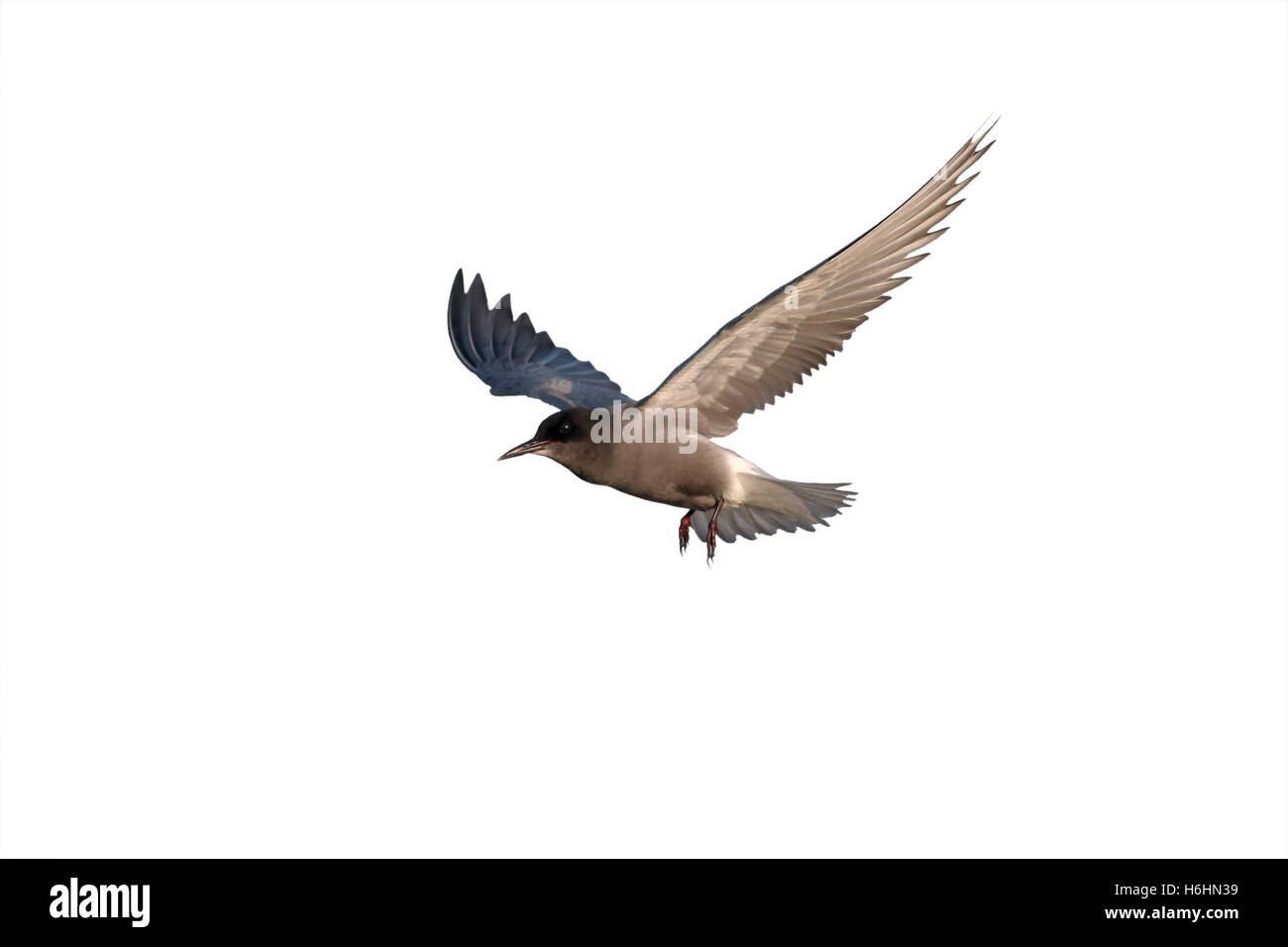 Black Tern, Chlidonias niger, singolo uccello in volo, Romania, Maggio 2015 Foto Stock