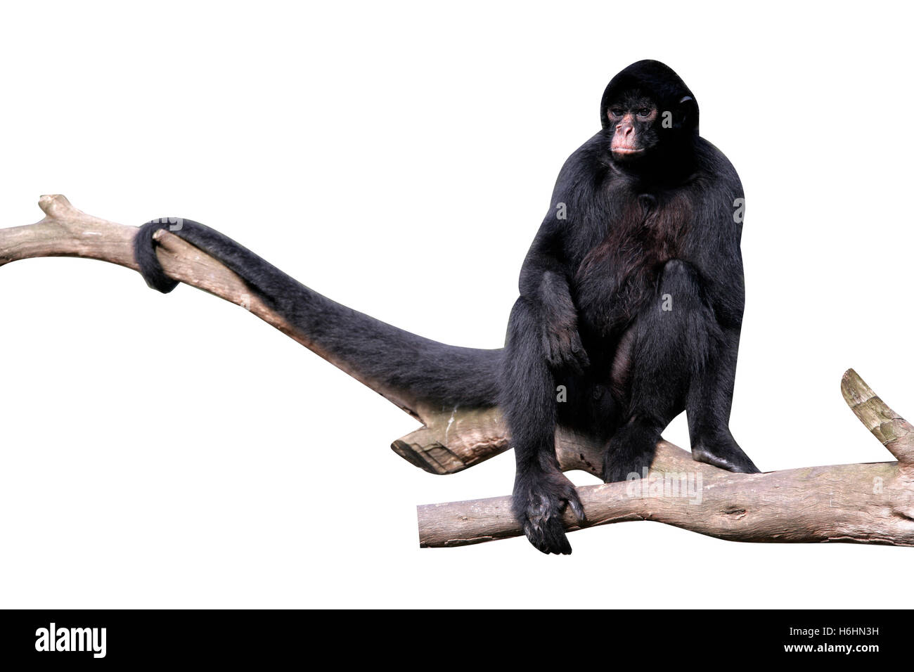 Nero-di fronte spider monkey, Ateles chamek, unico mammifero nella struttura ad albero, Brasile Foto Stock