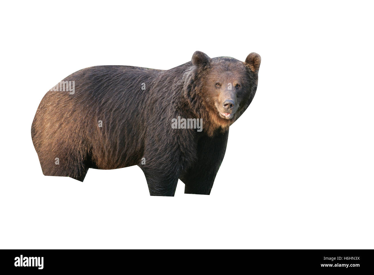 Unione di orso bruno Ursus arctos arctos, unico mammifero nel bosco, Finlandia Foto Stock