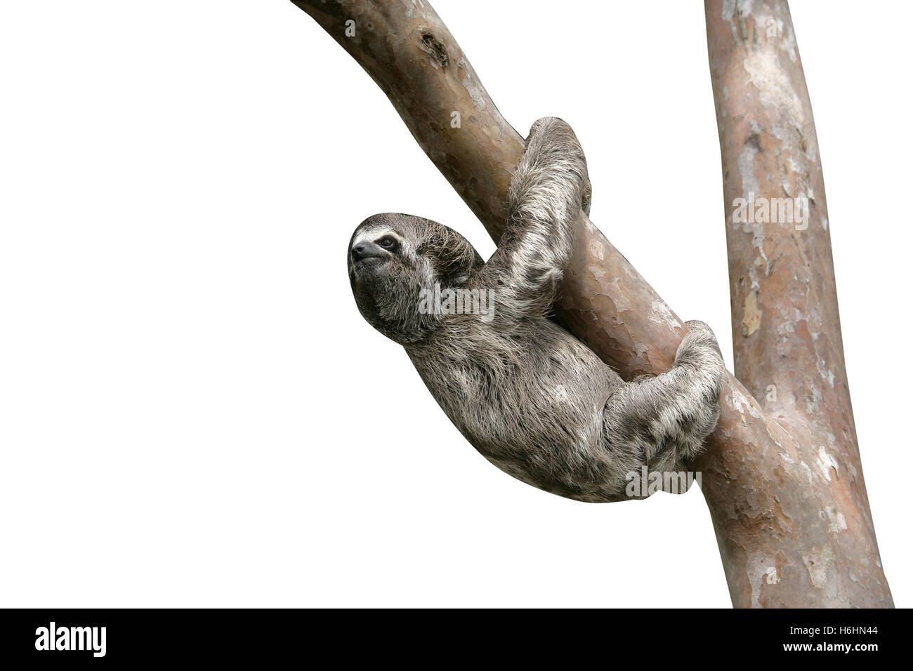 Marrone-throated il bradipo, Bradypus variegatus, Youngster, Brasile Foto Stock