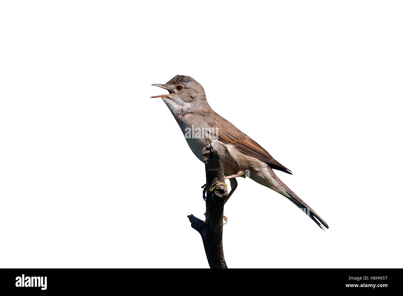 Common whitethroat, Sylvia communis, singolo uccello sul ramo cantando, Bulgaria, Maggio 2013 Foto Stock