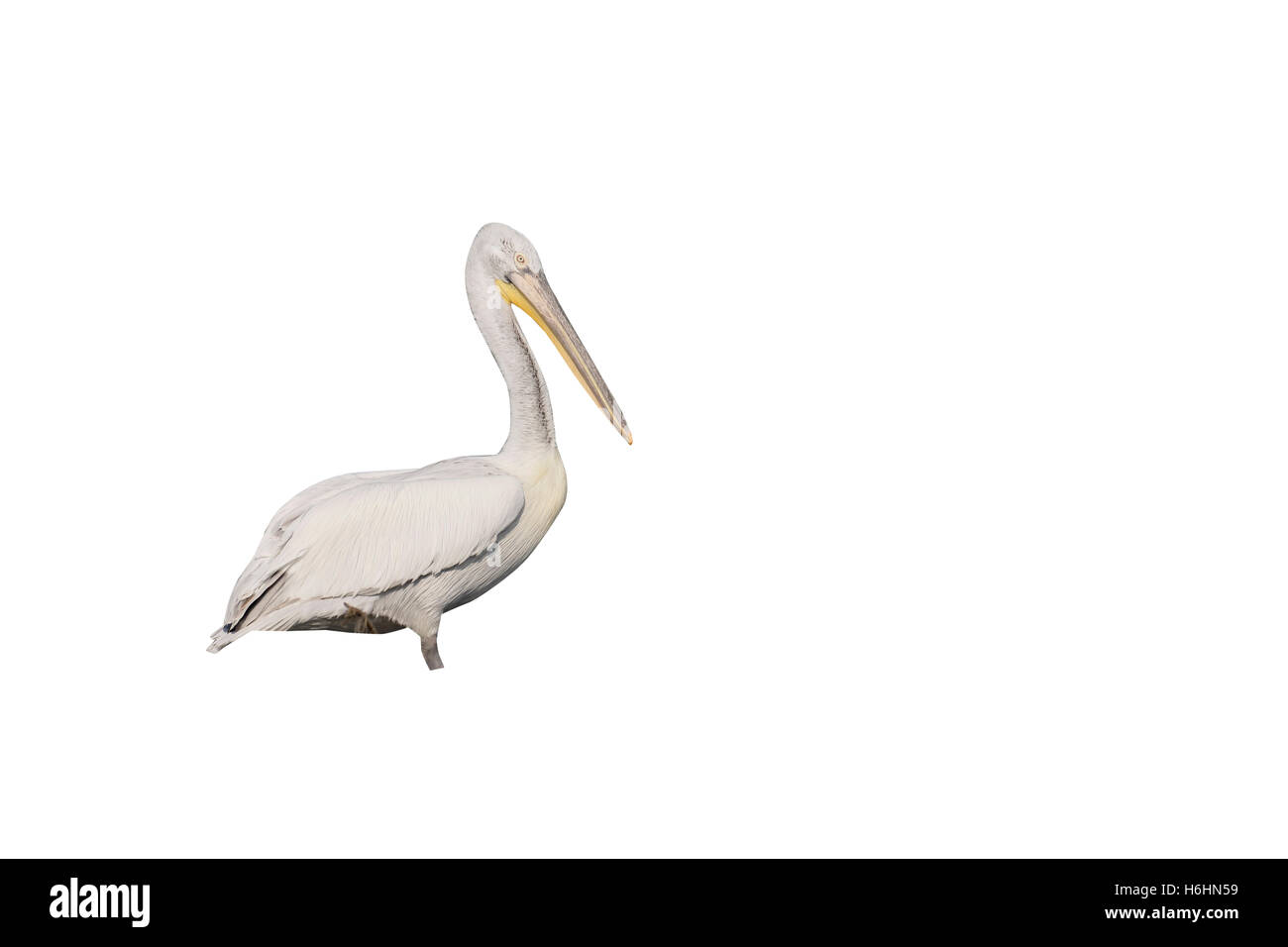 Pellicano dalmata, Pelecanus crispus, singolo uccello da acqua, Romania, Maggio 2015 Foto Stock