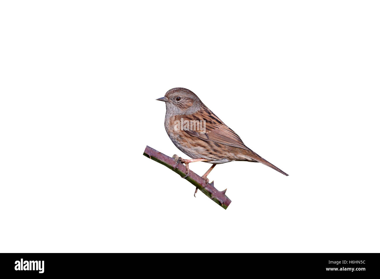 Dunnock, Prunella modularis, singolo uccello sul rovo, Warwickshire, Gennaio 2015 Foto Stock