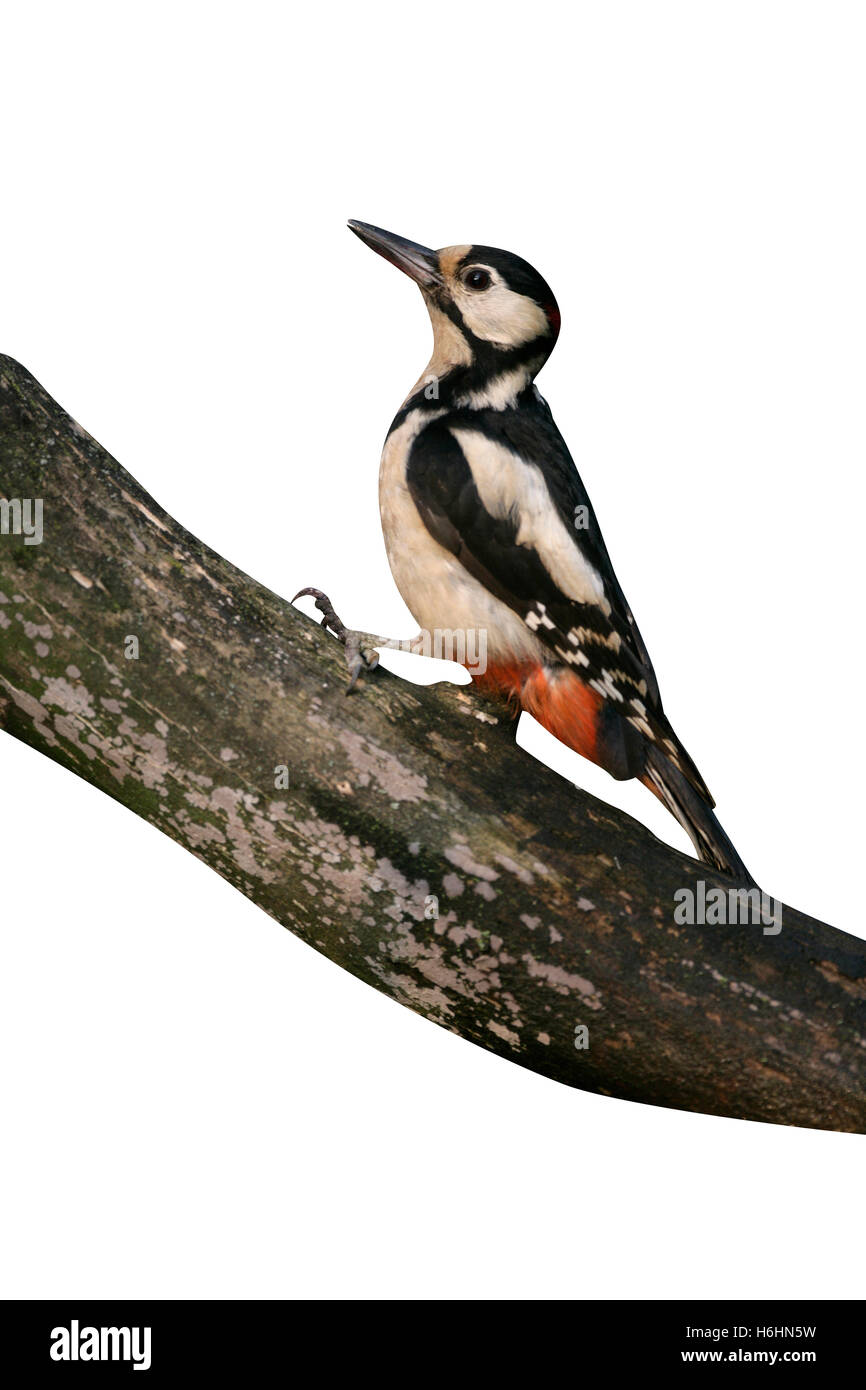 Picchio rosso maggiore, Dendrocopos major, singolo uccello in Ungheria Foto Stock