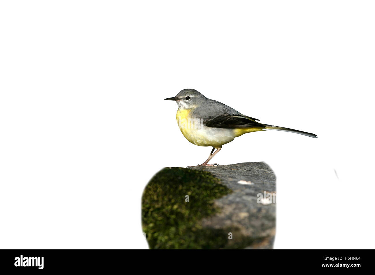 Grigio, wagtail Motacilla cinerea, unica donna su roccia, Galles Foto Stock