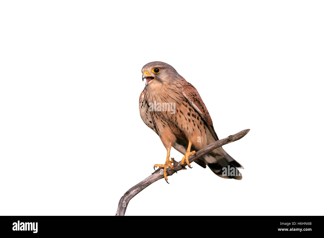 Il Gheppio, il Falco tinnunculus, maschio singolo sul ramo, Ungheria Foto Stock