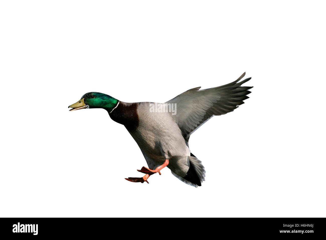 Il Germano Reale, Anas platyrhynchos, maschio singolo in volo,UK Foto Stock