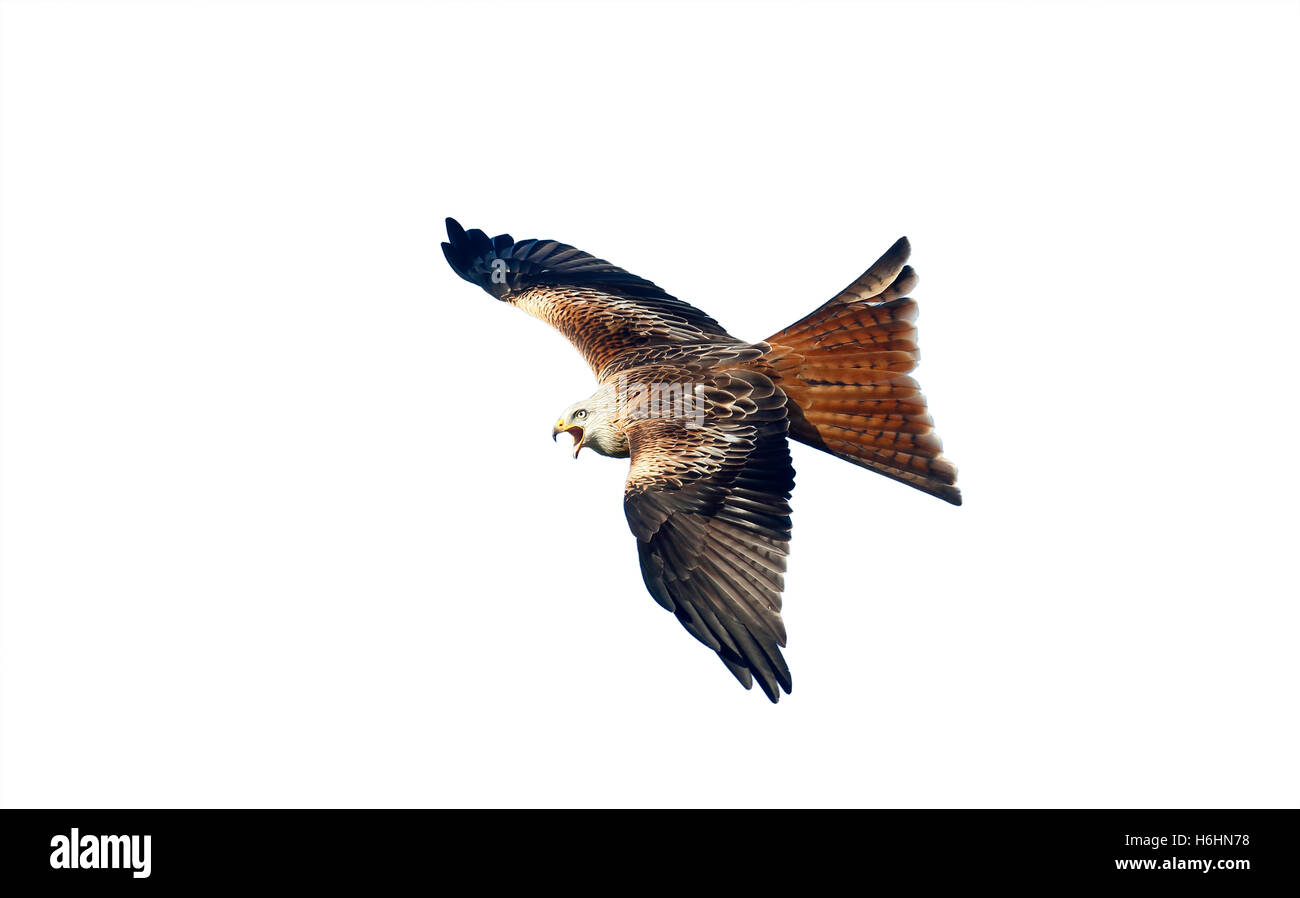 Aquilone rosso, Milvus milvus, singolo uccello in volo, Dumfries Scozia, Gennaio 2015. Foto Stock