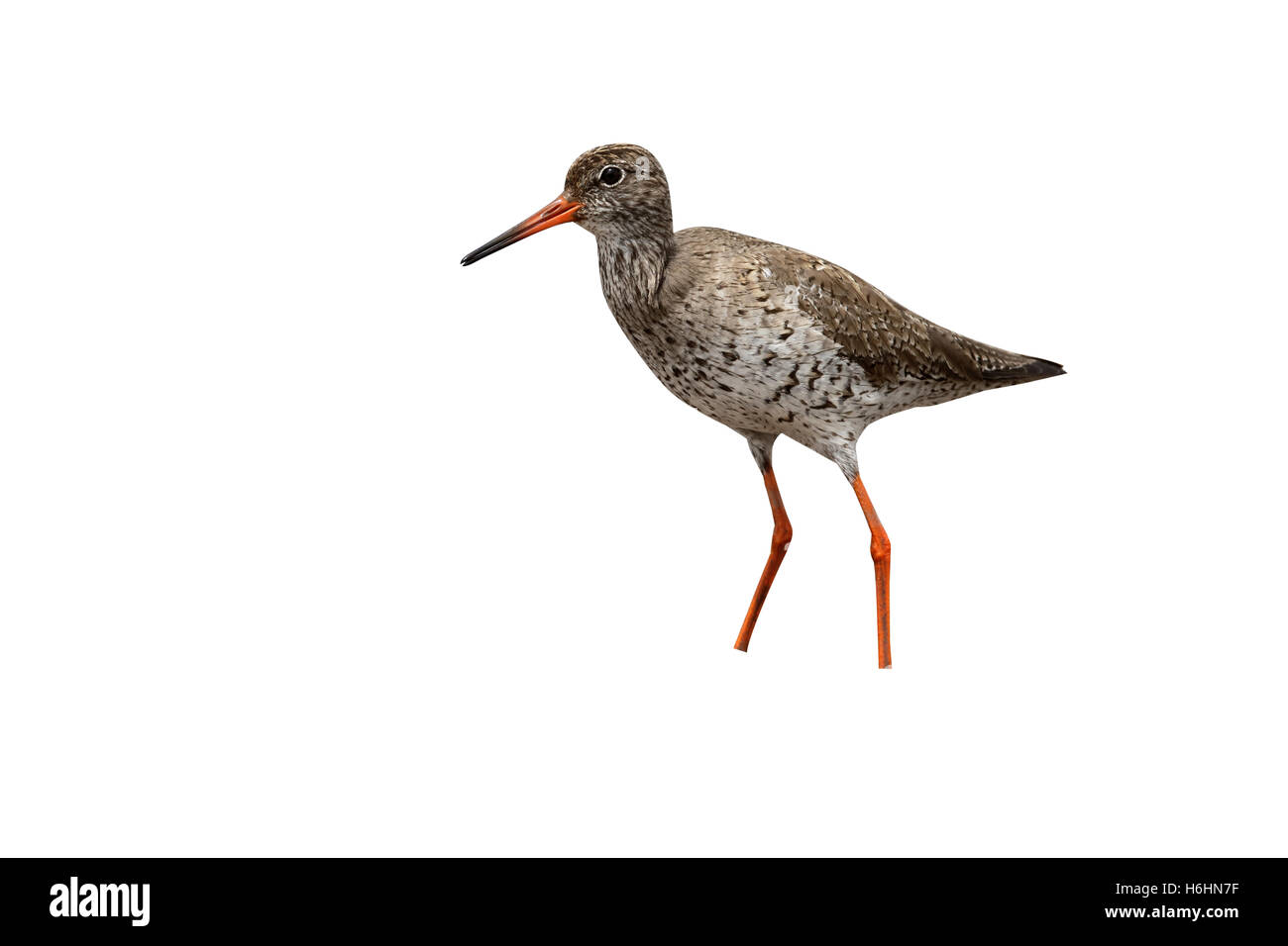 Redshank, Tringa totanus, singolo uccello da acqua, Warwickshire, Giugno 2015 Foto Stock