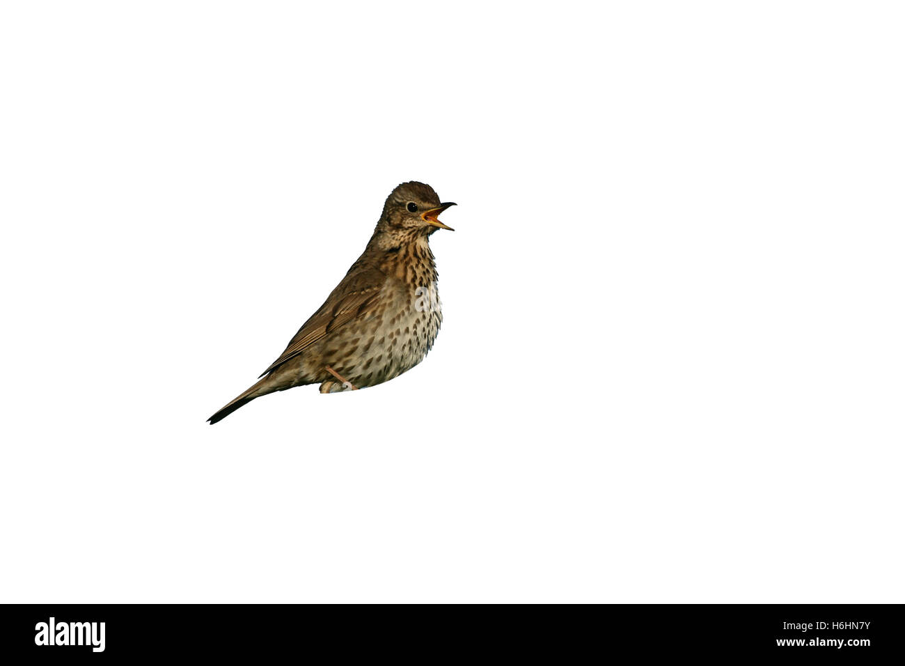 Tordo bottaccio, Turdus philomelos, singolo uccello cantare sul ramo, Scozia Foto Stock