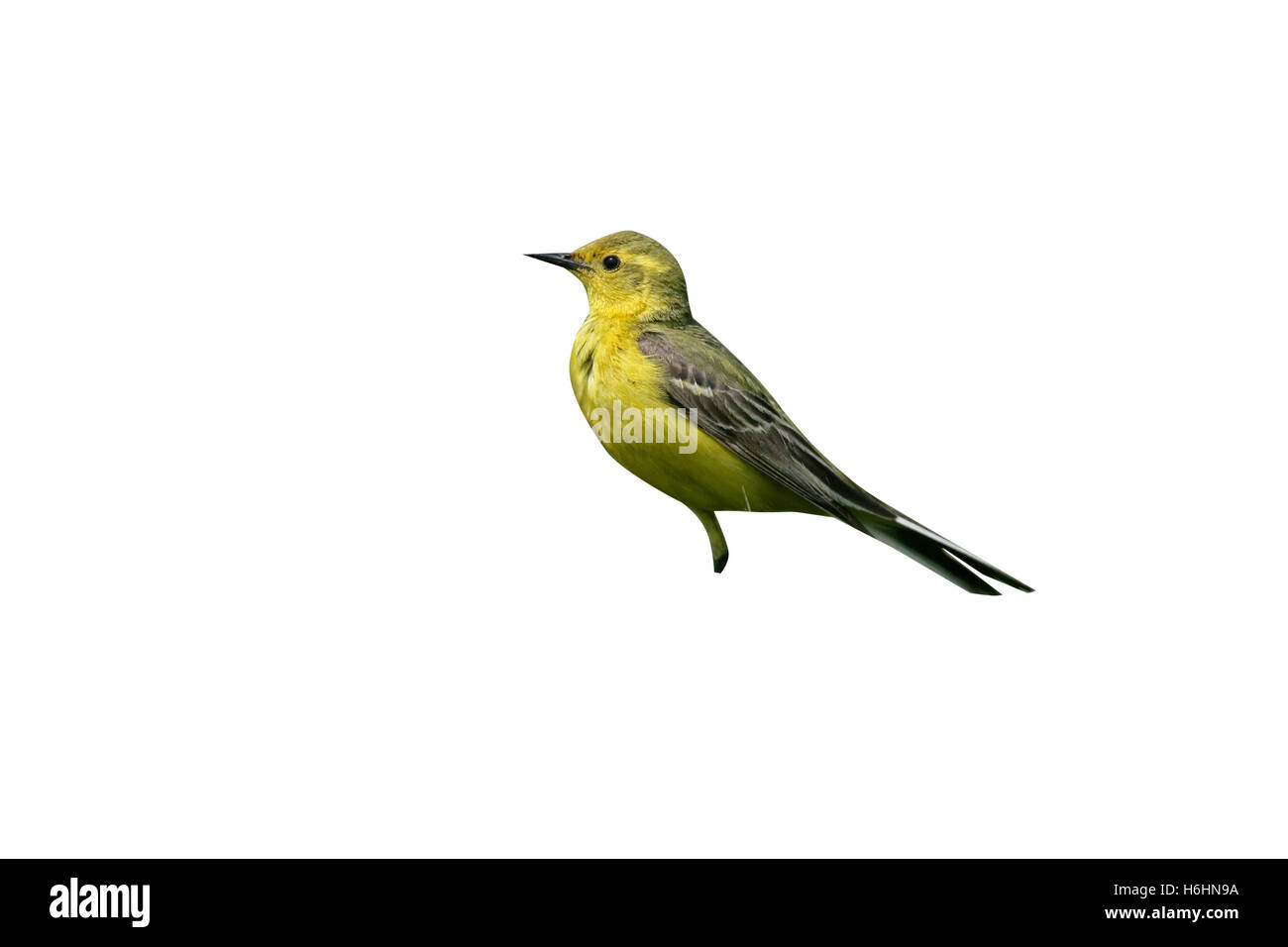 Wagtail giallo, Motacilla flava, singolo maschio su pesce persico, Lincolnshire, Regno Unito Foto Stock