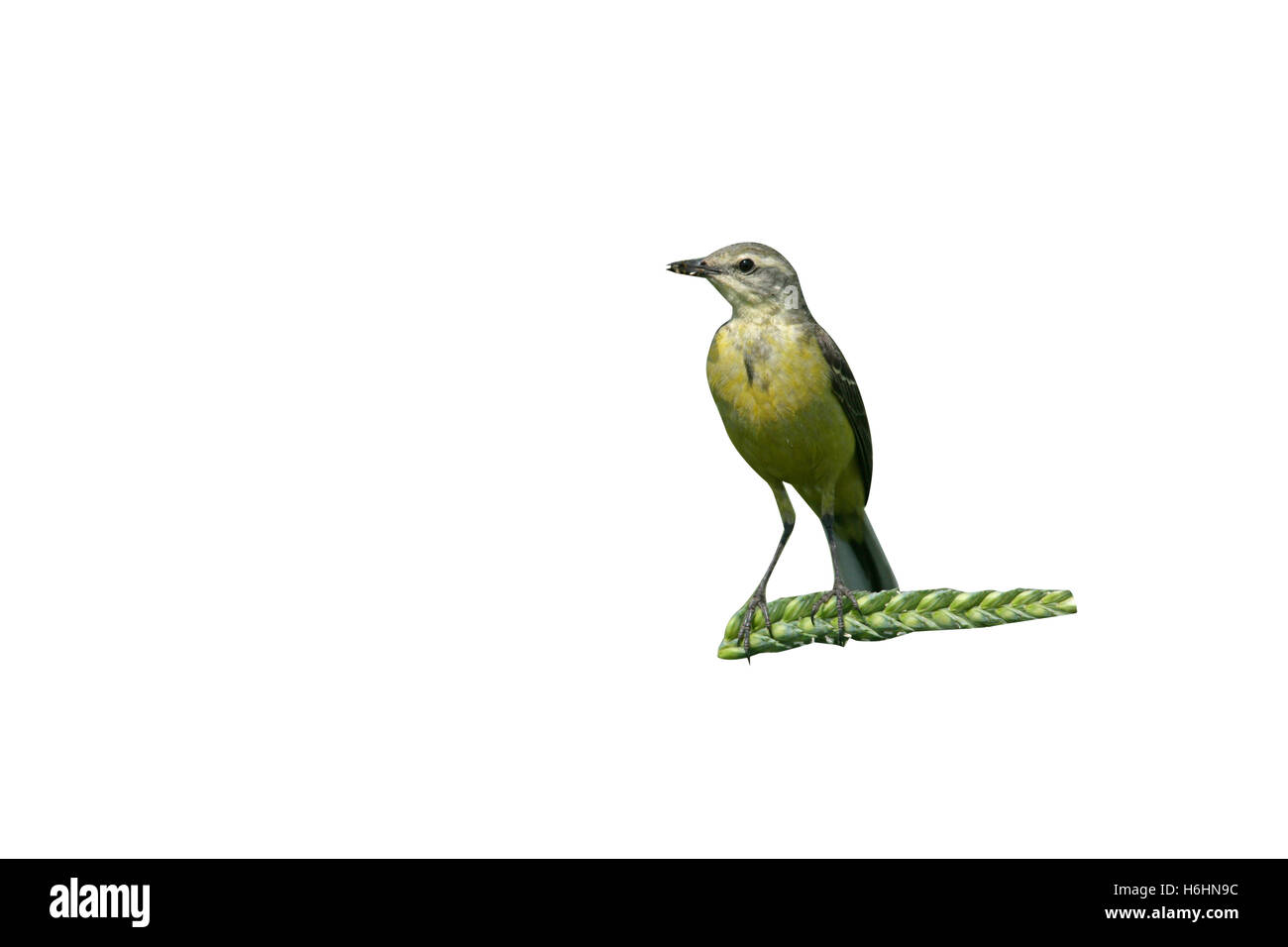 Wagtail giallo, Motacilla flava, unica donna sul pesce persico, Lincolnshire, Regno Unito Foto Stock