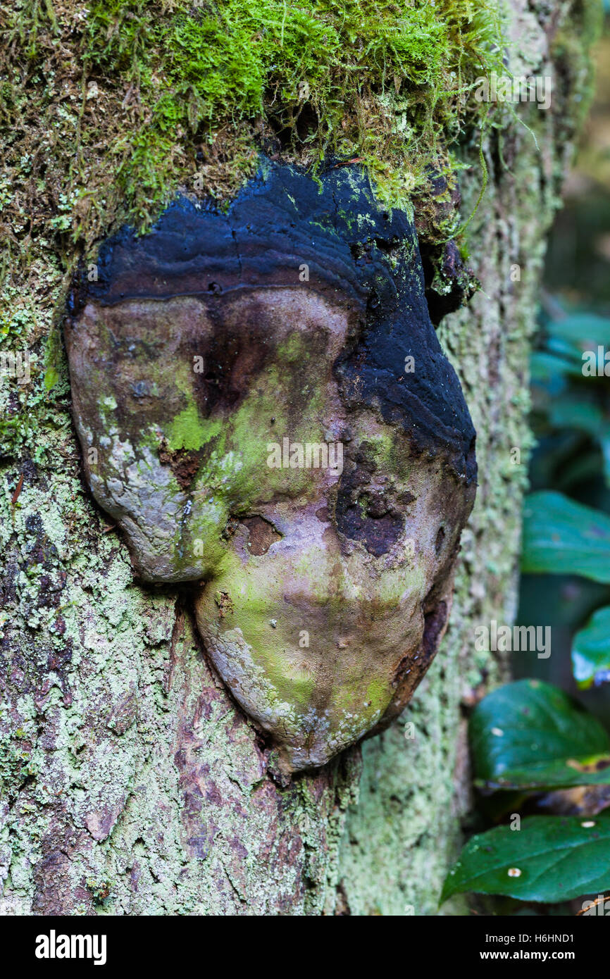 Somiglianza del viso in un fungo su un albero Foto Stock