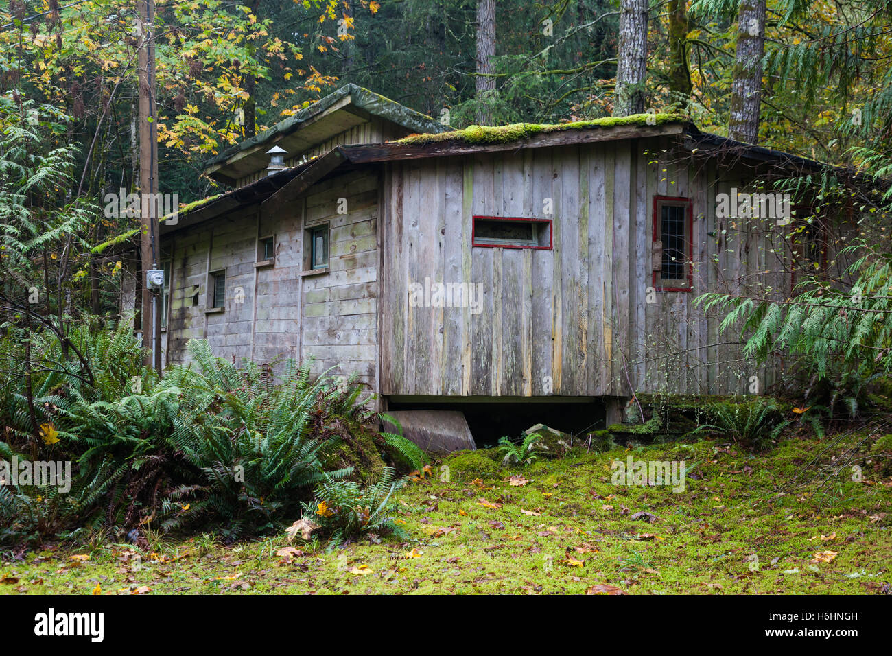 Abbandonata cabina su Galiano Island, British Columbia Foto Stock