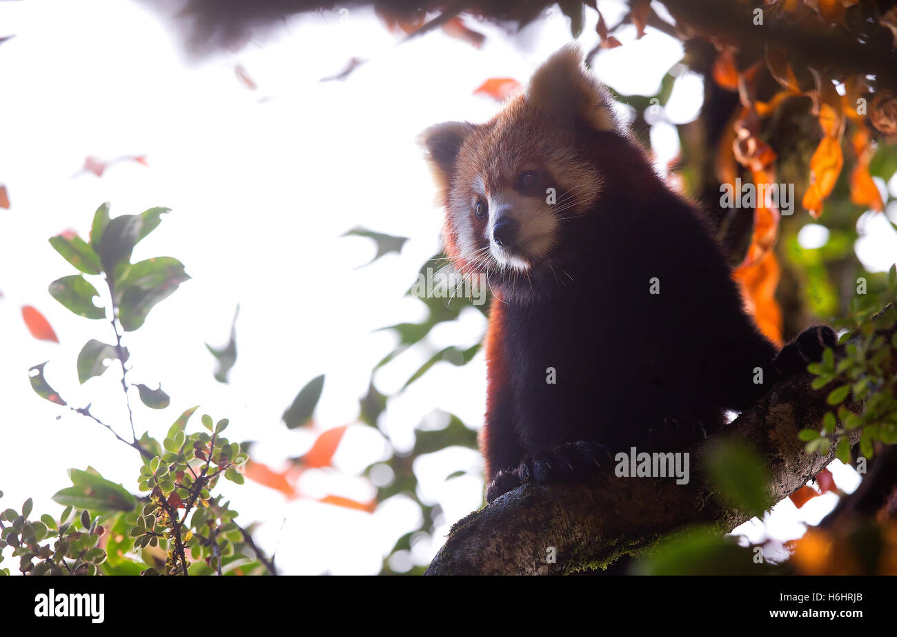 Ritratto di wild panda rosso in India Foto Stock