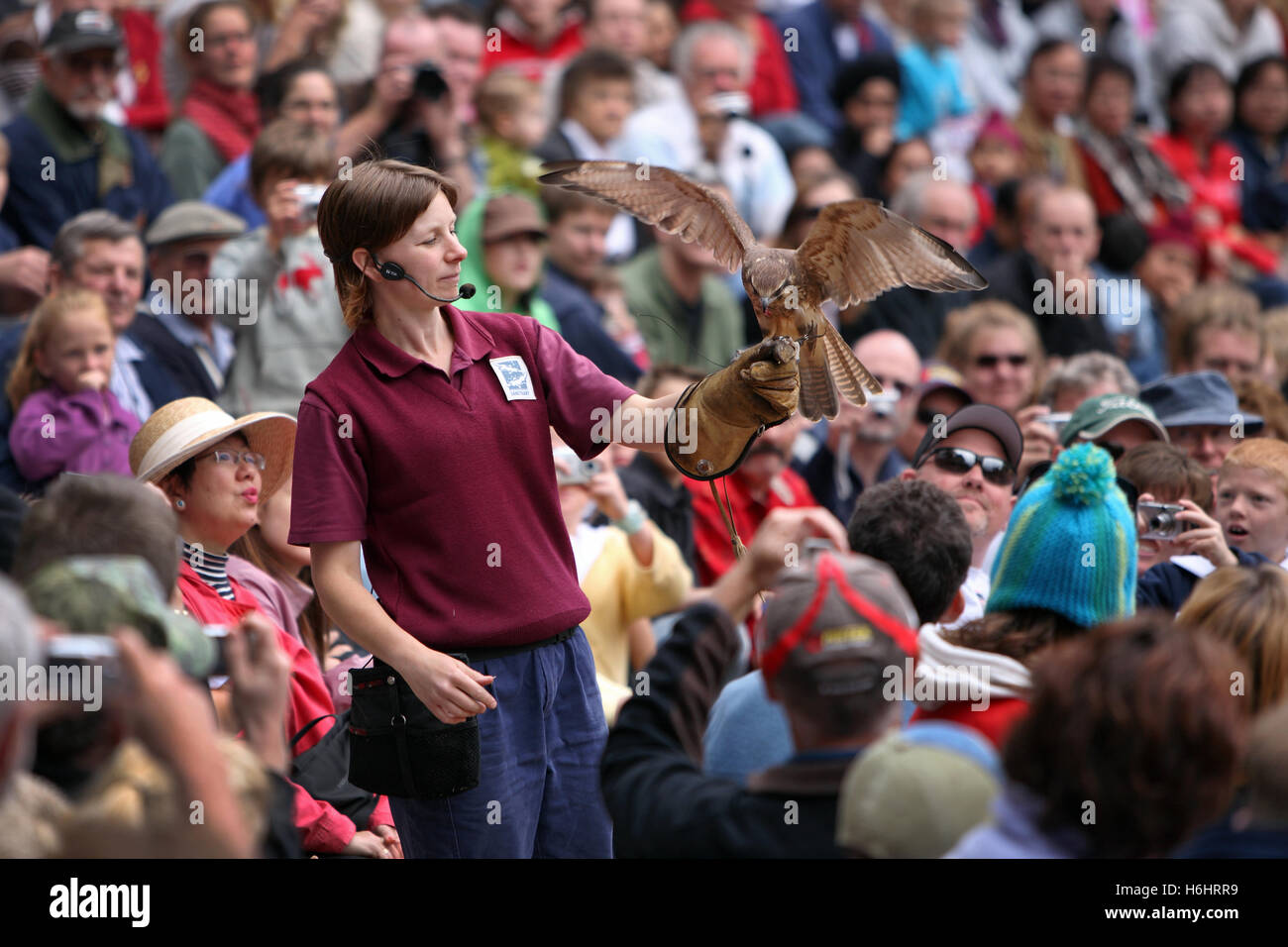 'Spirits del cielo" spettacolo bird presso il Santuario di Healesville vicino a Melbourne. Victoria, Australia. Foto Stock