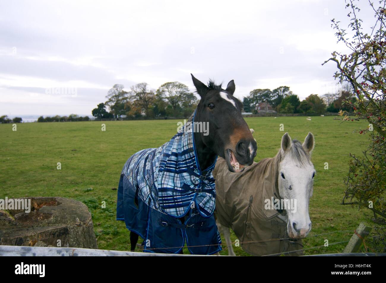 Cavalli con i loro cappotti invernali in un campo in Fife Scozia Scotland Foto Stock