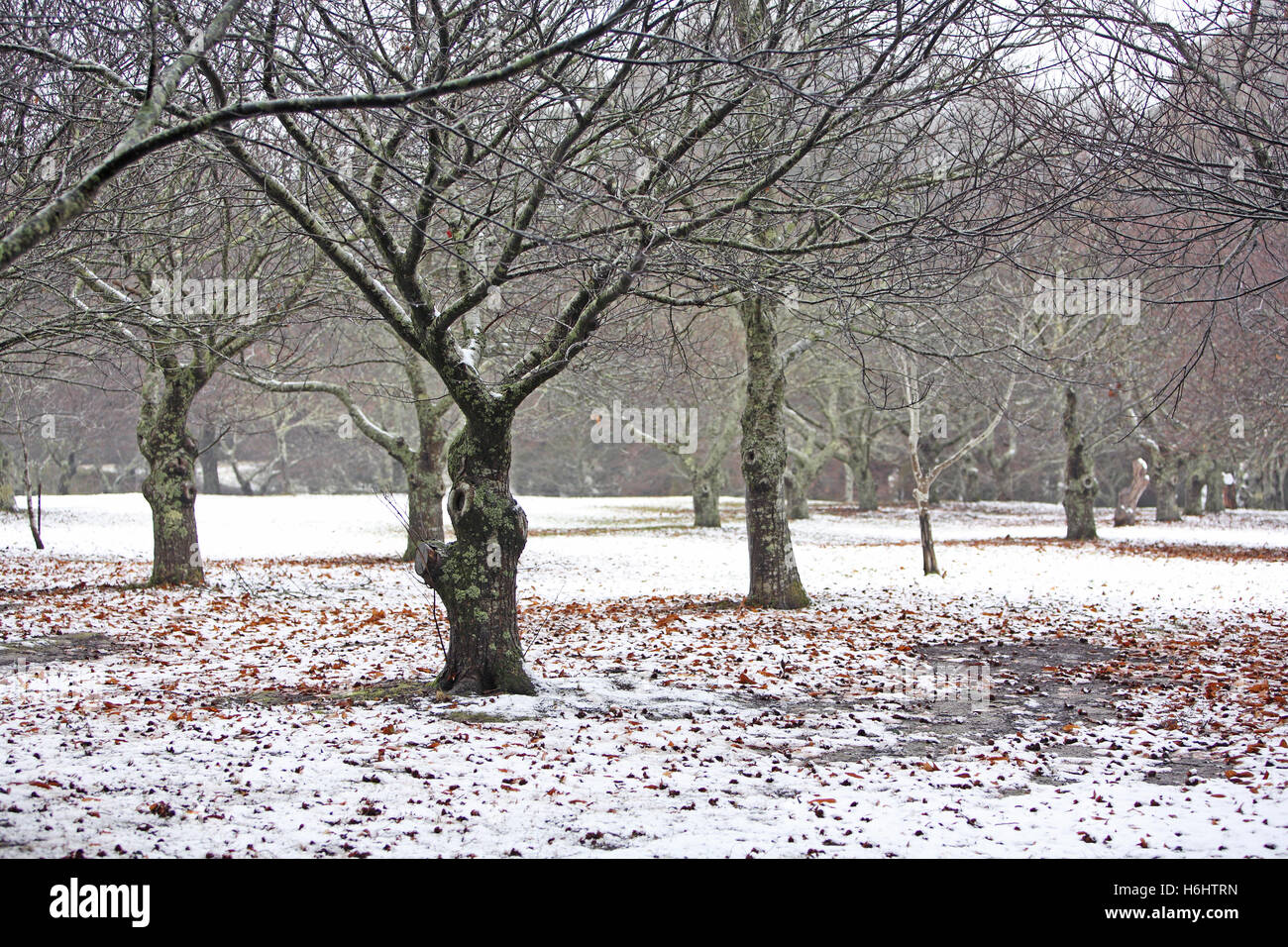 Rare le nevicate in Kinglake fuori da Melbourne, Australia. Foto Stock