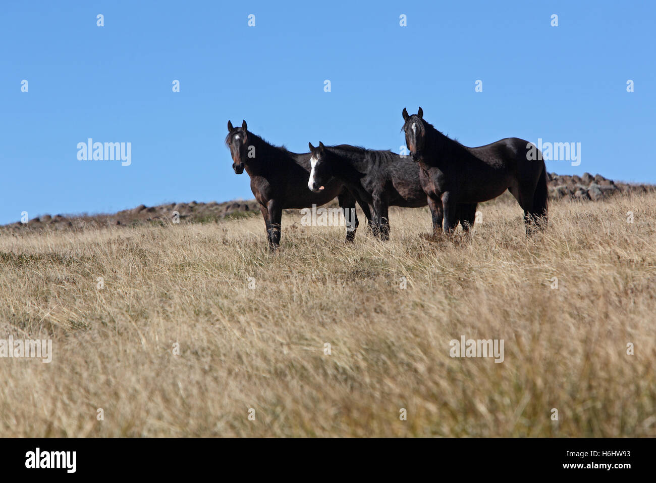 Brumbies (cavalli selvaggi) sulle pianure Bogong in stile vittoriano paese alta. Australia. Foto Stock