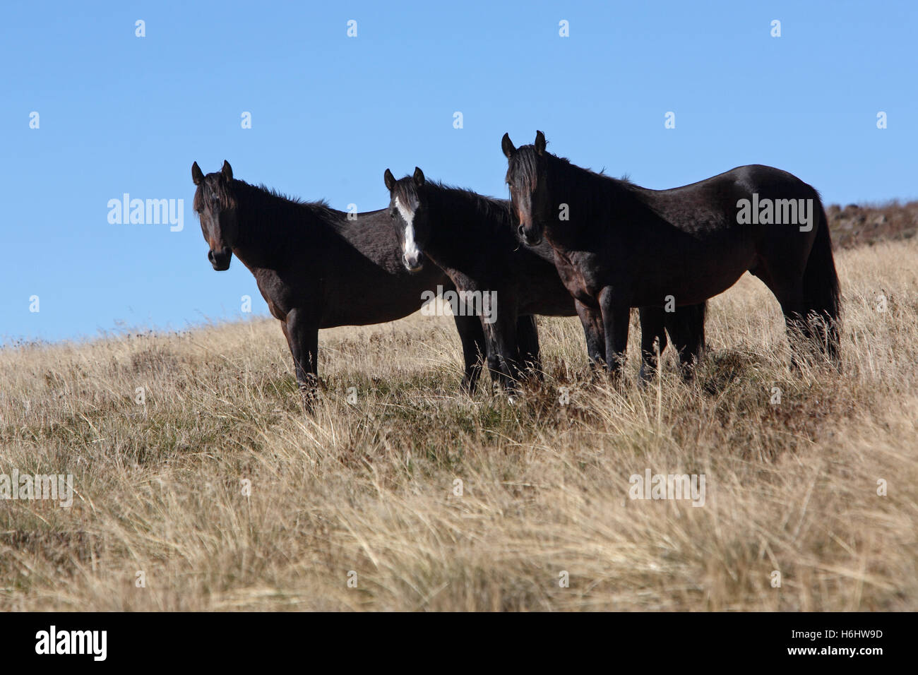 Brumbies (cavalli selvaggi) sulle pianure Bogong in stile vittoriano paese alta. Australia. Foto Stock