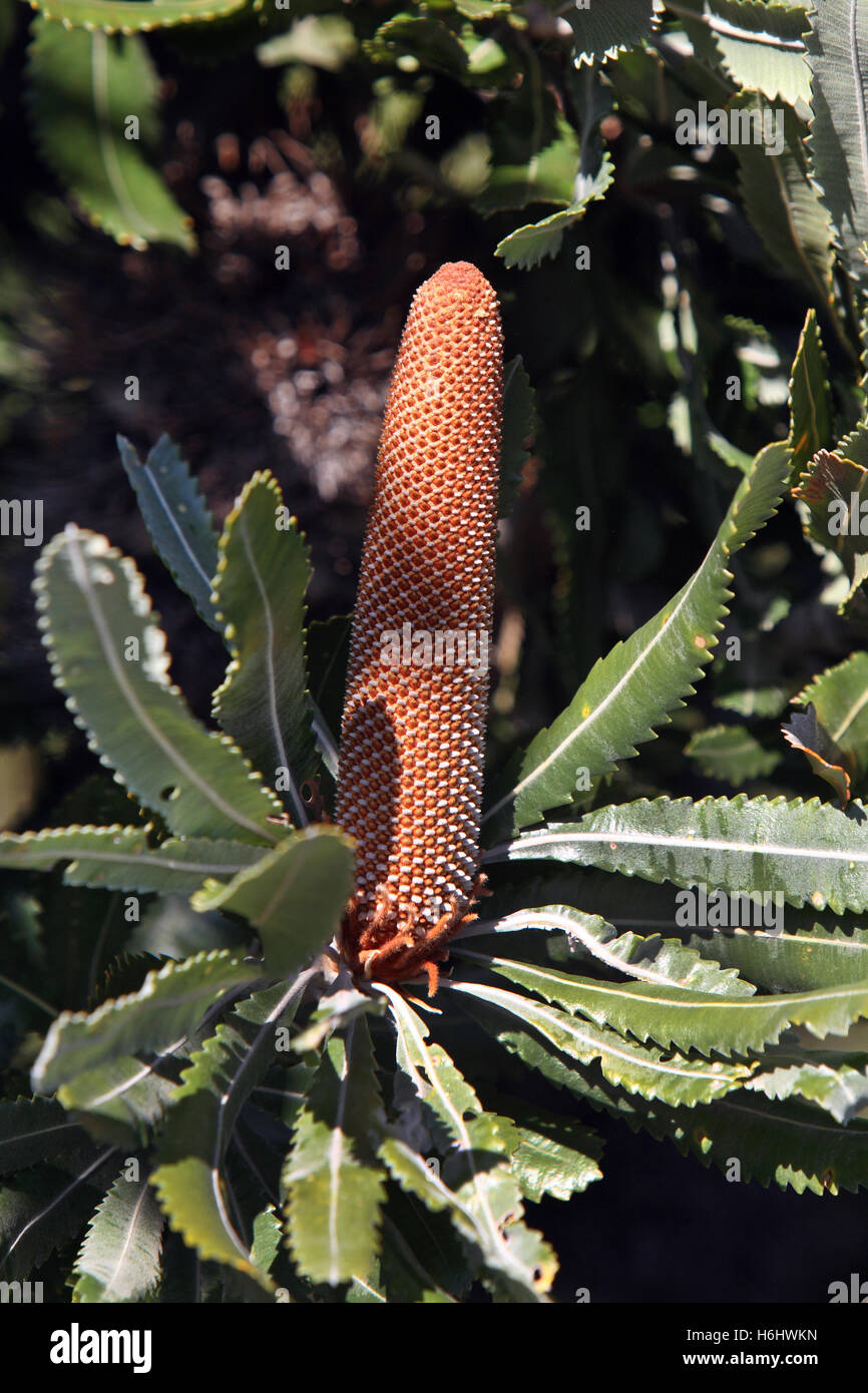 Banksia semi cono. Victoria, Australia. Foto Stock