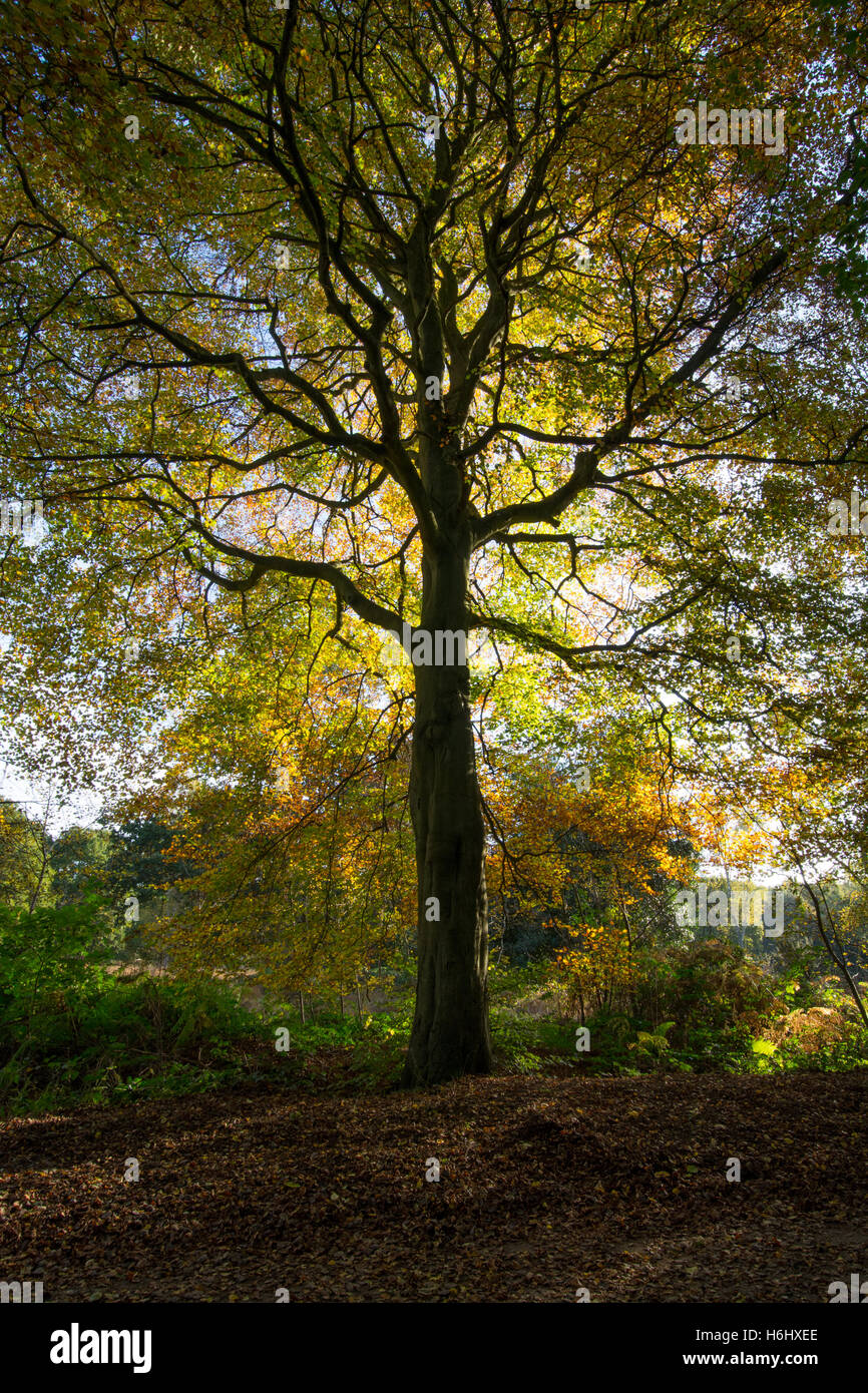 Bosco in autunno la mattina con il sole che splende attraverso gli alberi nel Surrey, Regno Unito Foto Stock
