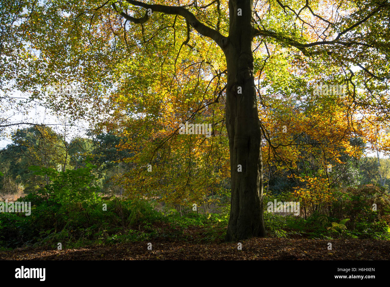 Bosco in autunno la mattina con il sole che splende attraverso gli alberi nel Surrey, Regno Unito Foto Stock