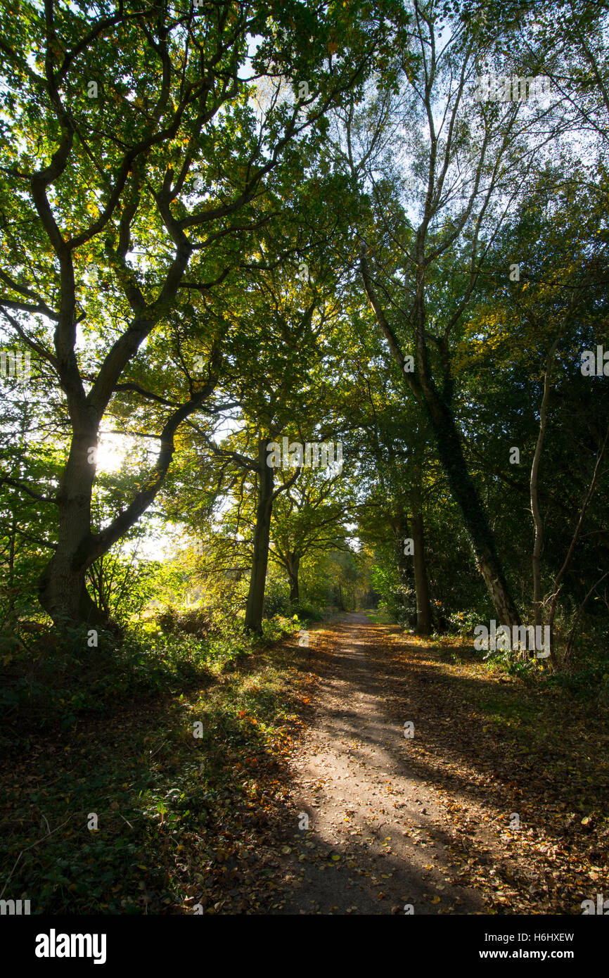 Bosco in autunno la mattina con il sole che splende attraverso gli alberi nel Surrey, Inghilterra Foto Stock