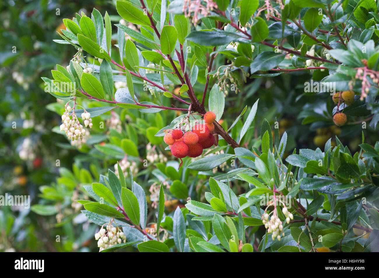 Arbutus unedo. Fiori e frutti del corbezzolo. Foto Stock