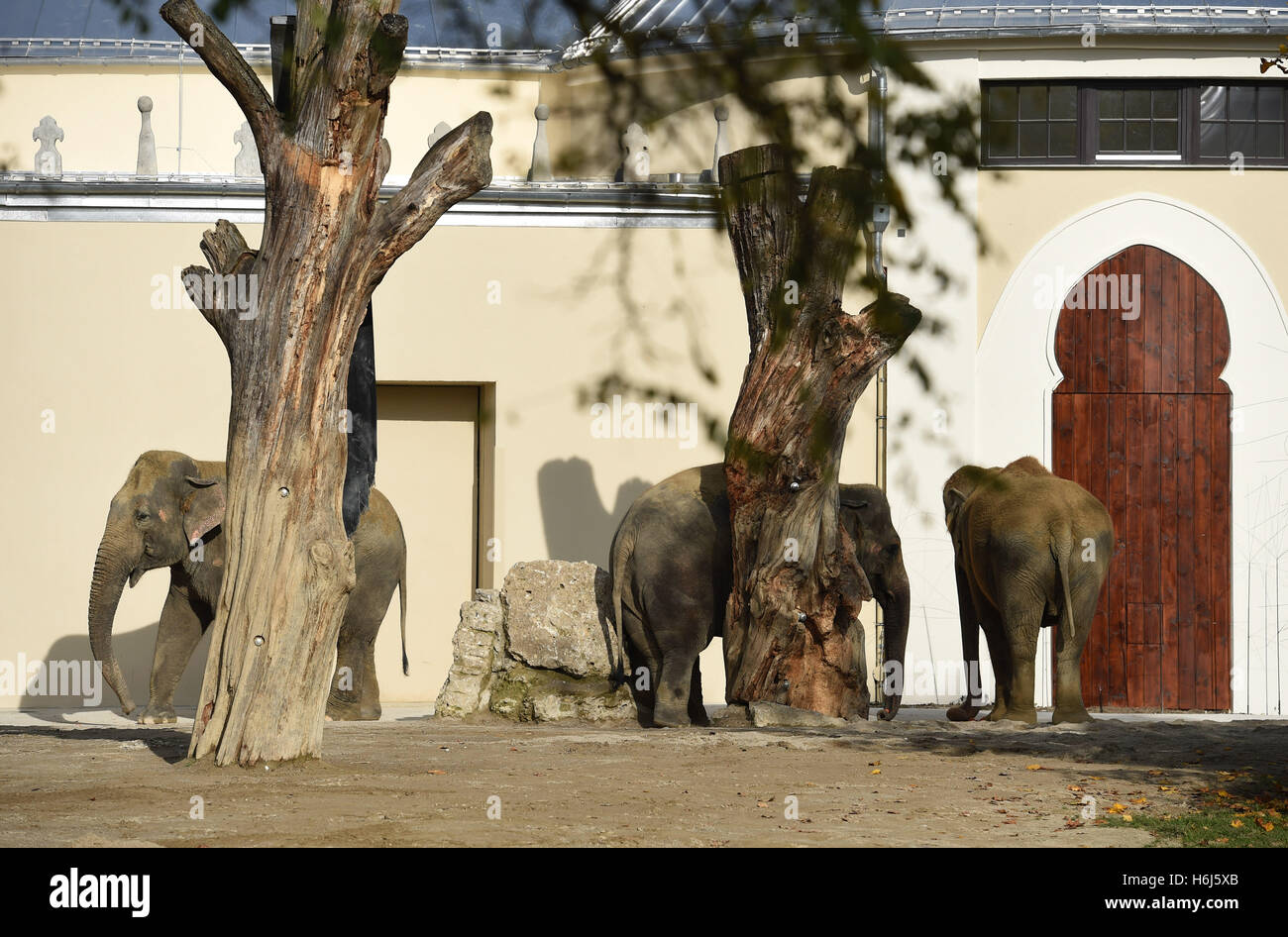 Monaco di Baviera, Germania. 28 ott 2016. Gli elefanti può essere visto nel sole di fronte all'edificio ristrutturato in apertura della casa di elefante al Tierpark Hellabrunn zoo di Monaco di Baviera, Germania, il 28 ottobre 2016. Foto: FELIX HOERHAGER/dpa/Alamy Live News Foto Stock