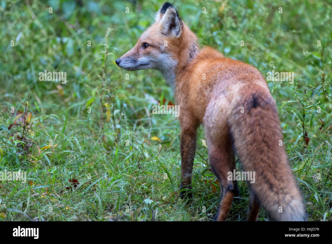 Bright Face Red Fox in erbacce rivierasche Foto Stock