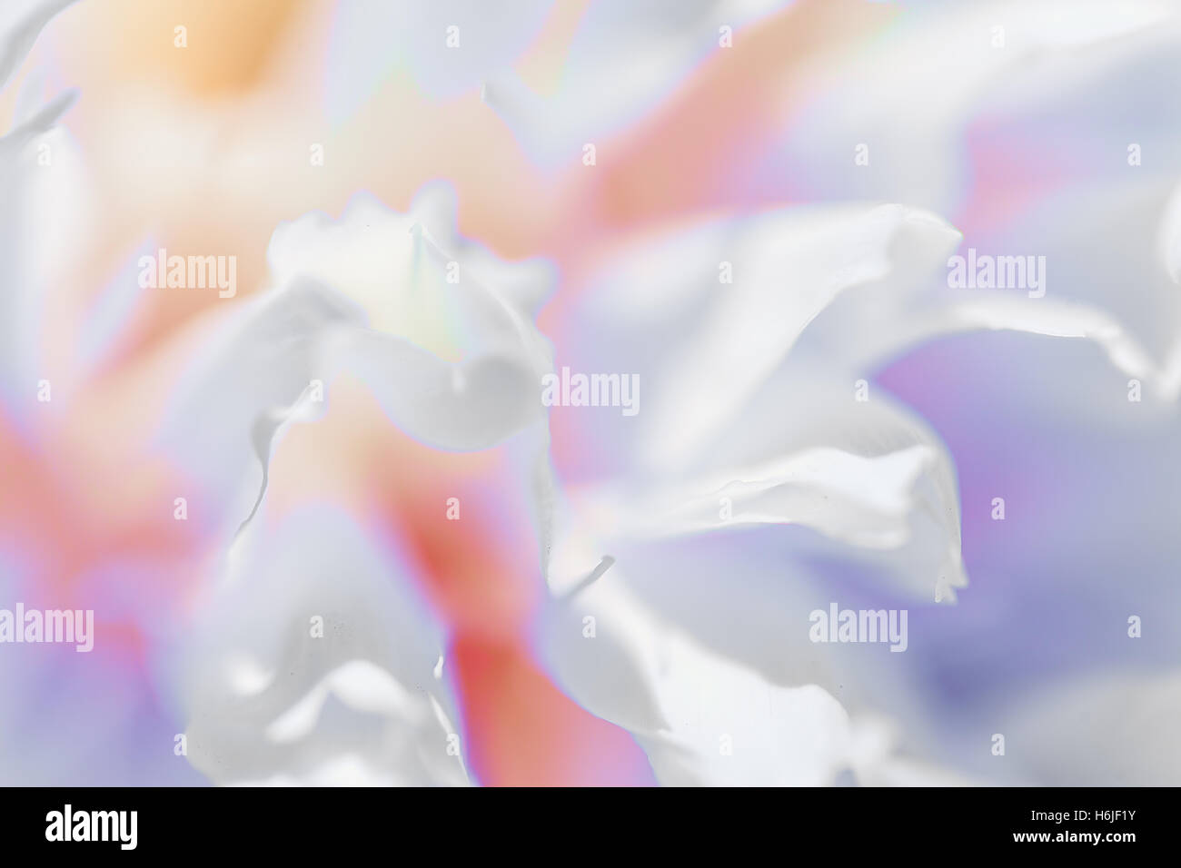 Close up fiore bianco petalo, teal, soft immagine da sogno Foto Stock