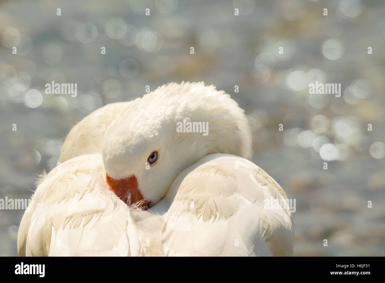 Oca Bianca in appoggio con gli occhi aperti contro il mare sfocata come sfondo. Foto Stock