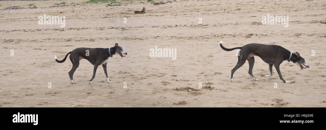 Cane su Swansea Beach - esposizione multipla Foto Stock