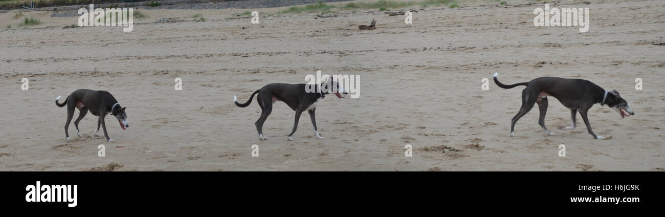 Cane su Swansea Beach - esposizione multipla Foto Stock
