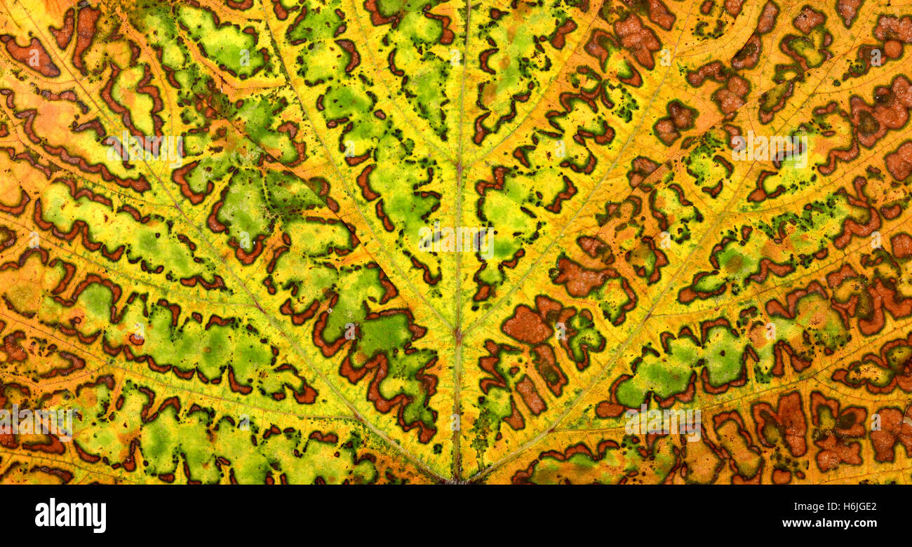 Autunno vitigno foglie di piante di texture di sfondo di pattern Foto Stock