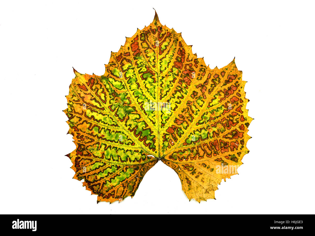 Autunno vitigno foglia vegetale isolato su bianco Foto Stock