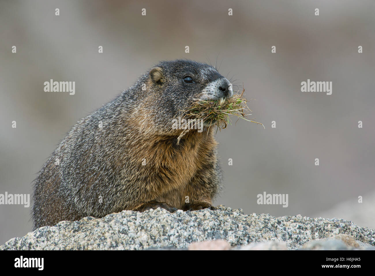 Marmotta di ventre giallo (Marmota flaviventris) che trasportano il materiale di nidificazione, Mt Evans, area selvaggia, montagne rocciose, W USA Foto Stock
