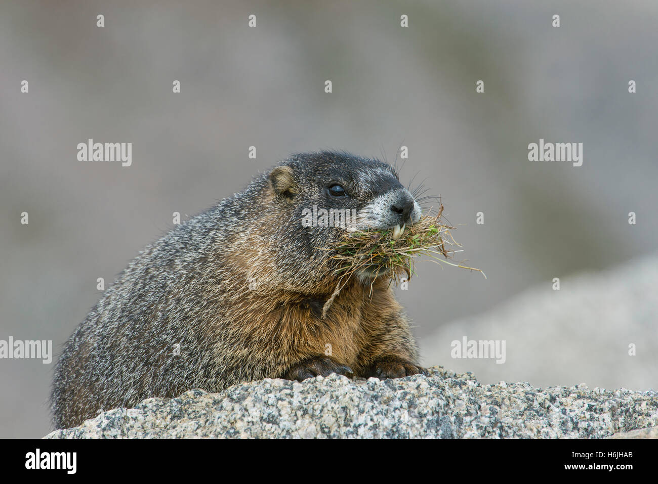 Marmotta di ventre giallo (Marmota flaviventris) che trasportano il materiale di nidificazione, Mt Evans, area selvaggia, montagne rocciose, W USA Foto Stock