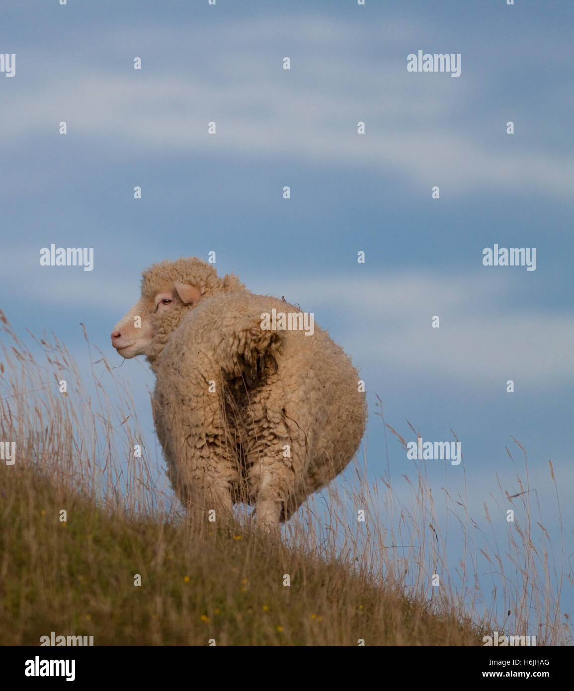 Vista posteriore di un sondaggio Dorset Pecore, una razza rara derivata da Dorset avvisatore acustico e di pecora, univocamente, in grado di riprodursi tutto l'anno Foto Stock