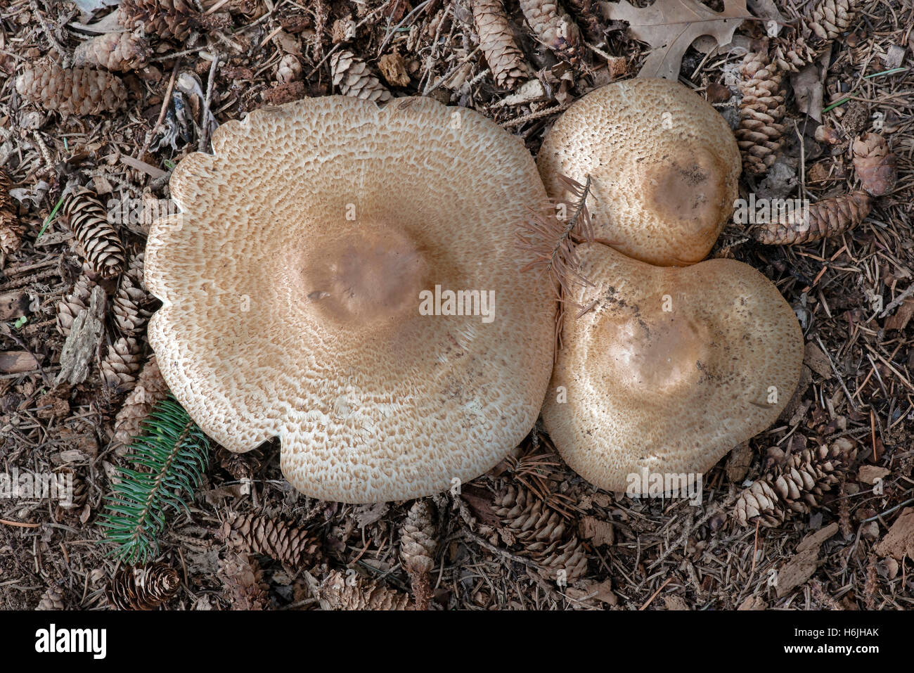 Grandi funghi porcini, Orientale bosco di latifoglie, Autunno, Michigan STATI UNITI Foto Stock