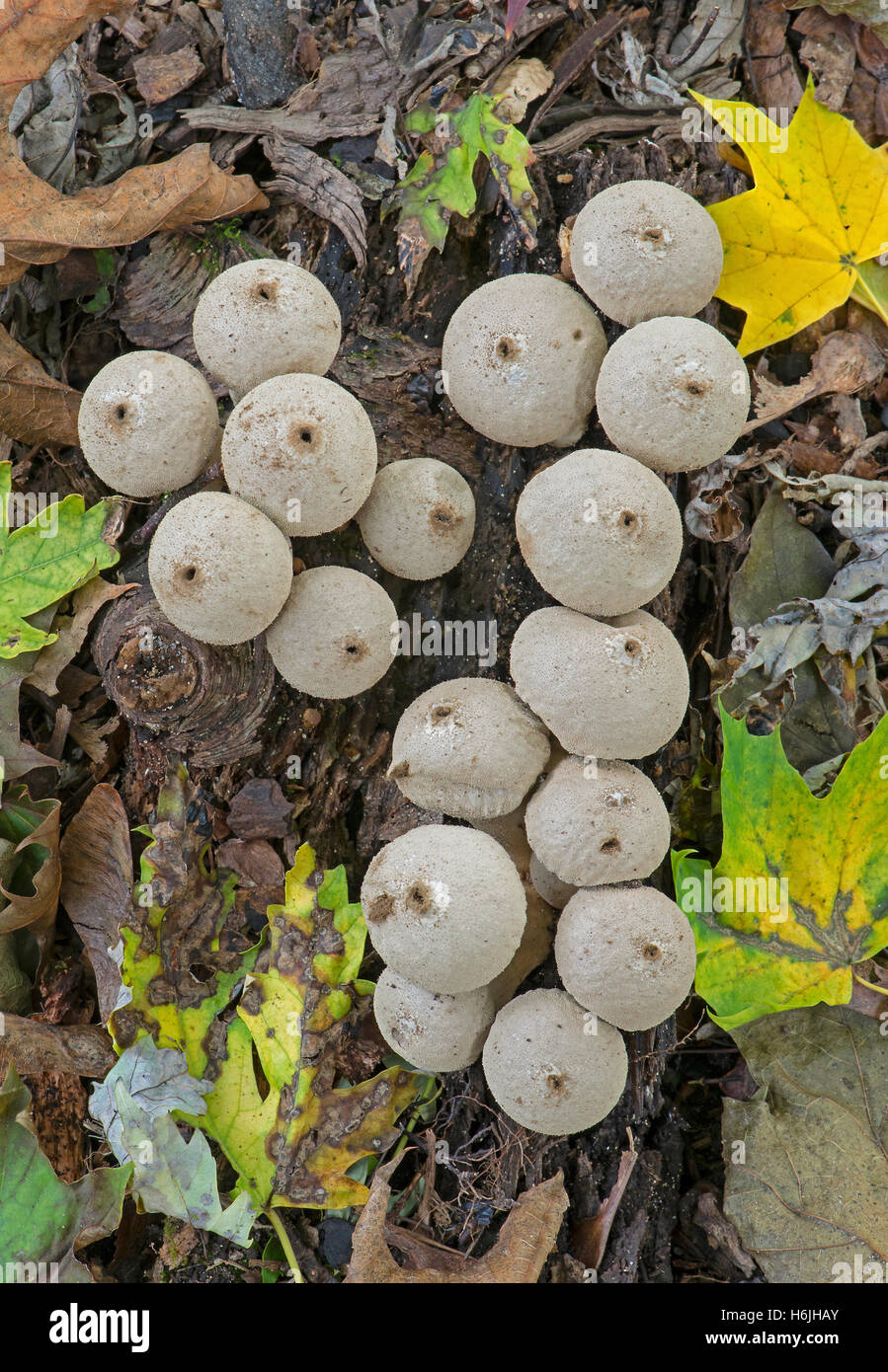 Comune di funghi Puffball Lycoperdon perlatum autunno, Michigan STATI UNITI Foto Stock