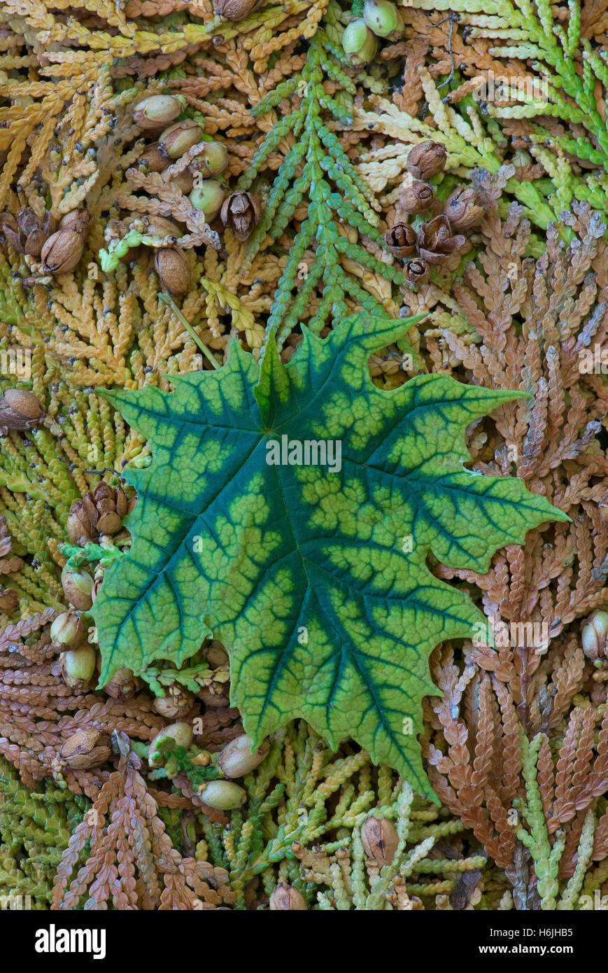 Ornamentali in Maple Leaf sulla massa (Acer specie), Michigan STATI UNITI Foto Stock