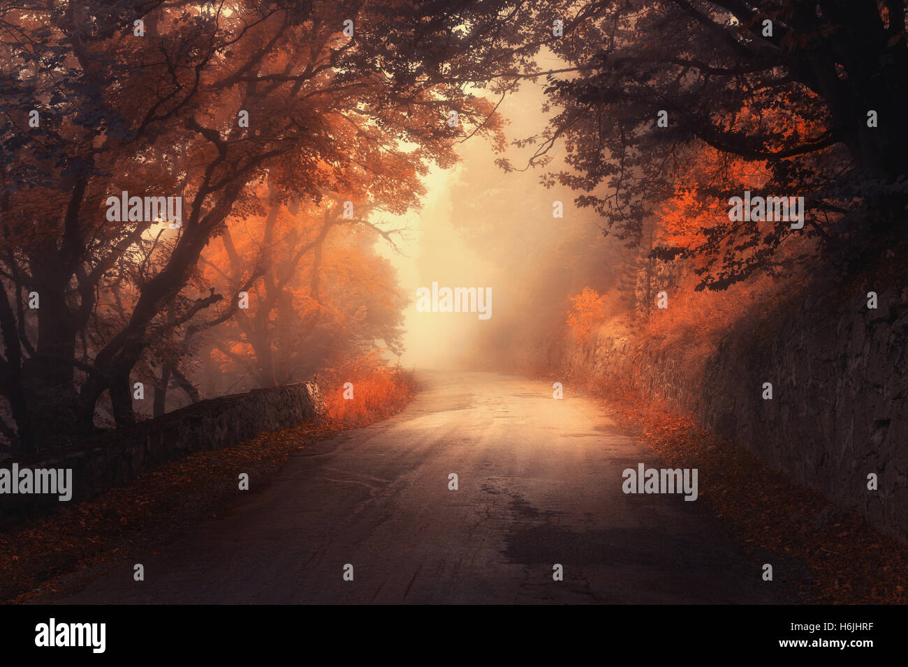 Autunno mistico foresta rossa con la strada in caso di nebbia. Caduta misty boschi. Paesaggio colorato con alberi, strada rurale, arancio e foglie rosse, Foto Stock