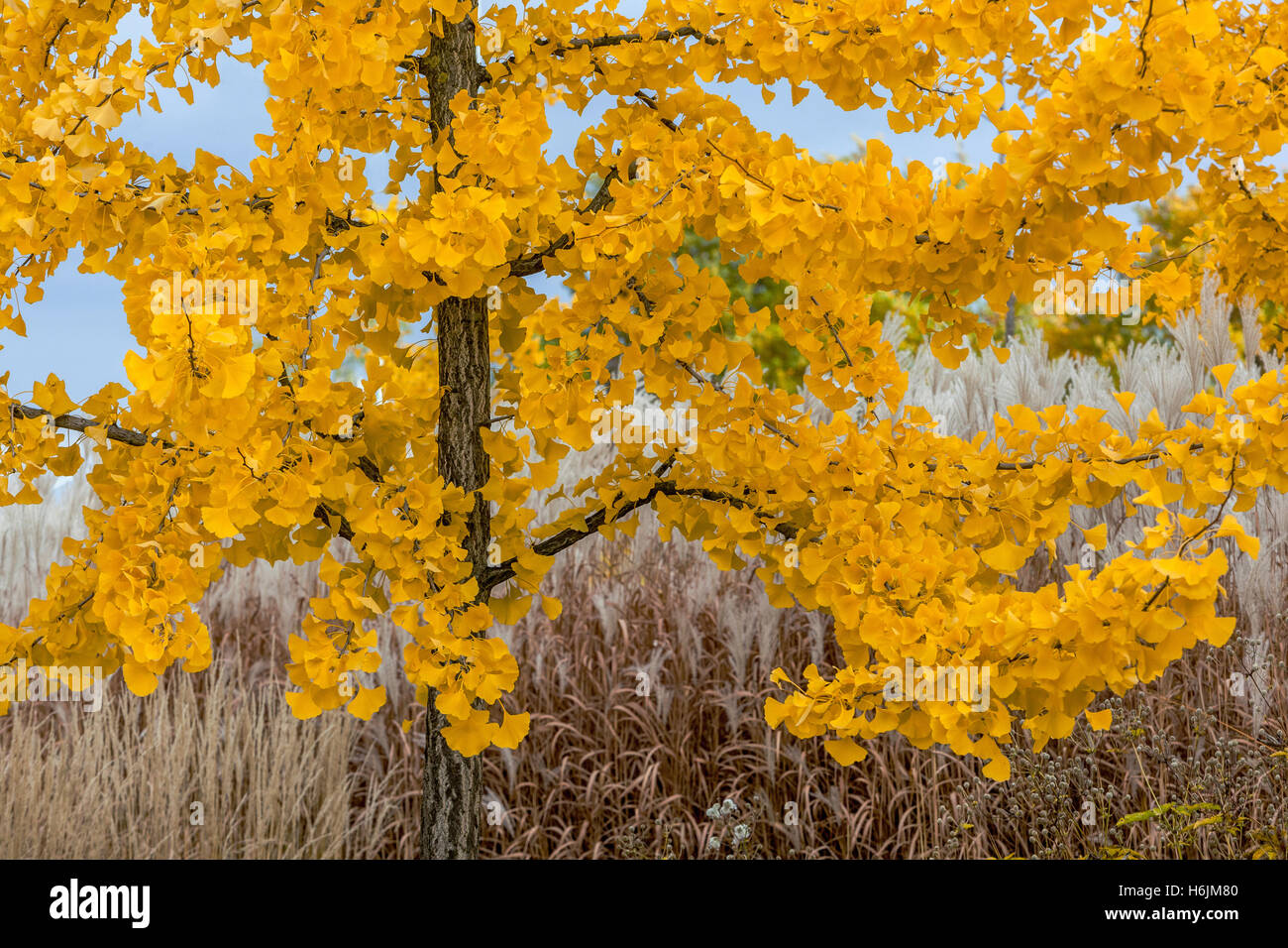 Colore autunnale dell'albero del ginkgo biloba Foto Stock