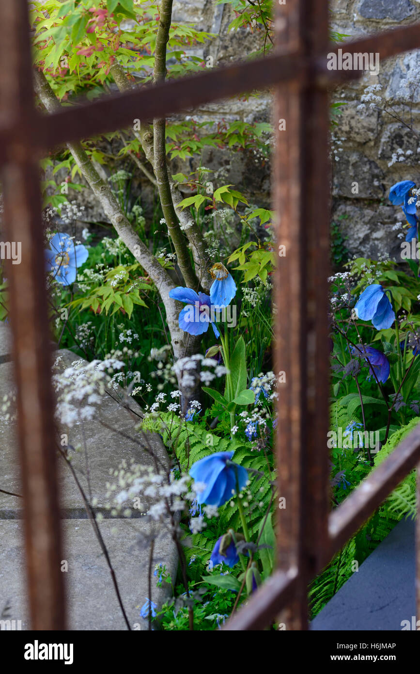 Acer tree anthriscus meconopsis blu fiori di papavero fiore bianco mix miscelato ombreggiato patio ombreggiato giardino giardini floreali RM Foto Stock