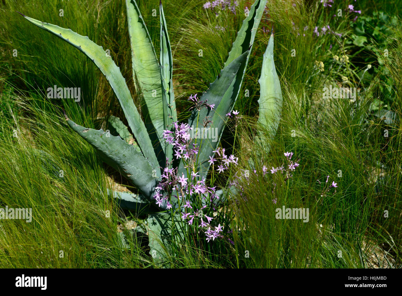 Agave americana, tulbaghia violacea nana, stipa, secco, deserto, vegetali, piante, schema di impianto, mix, misto, letto, border, società, aglio, RM floreale, Foto Stock