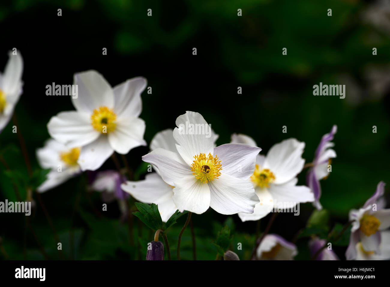 Anemone cigno selvatico fiore bianco blu porpora reverse piante erbacee perenni non invasivo con fiori fioritura giapponese floreale RM Foto Stock