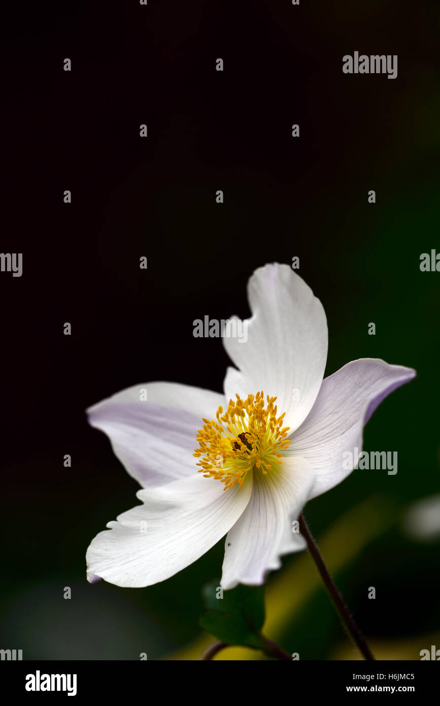 Anemone cigno selvatico fiore bianco blu porpora reverse piante erbacee perenni non invasivo con fiori fioritura giapponese floreale RM Foto Stock