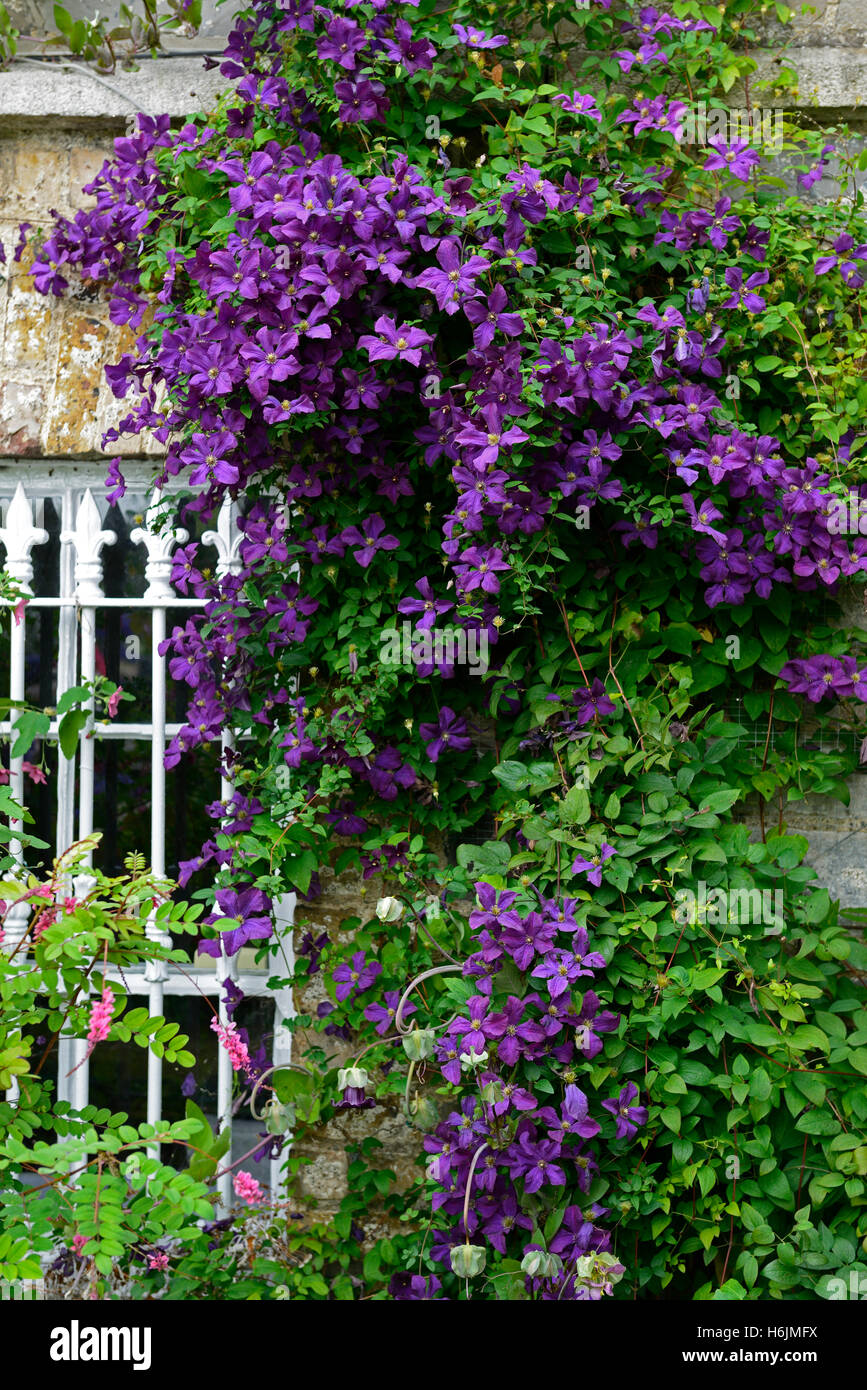 Clematis viticella etoile violette viola fiore fiori fioritura copertura che ricopre la parete scalatore superriduttore floreale RM Foto Stock